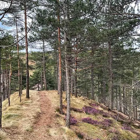 Borovi 3 - Tartufo Nero Divčibare