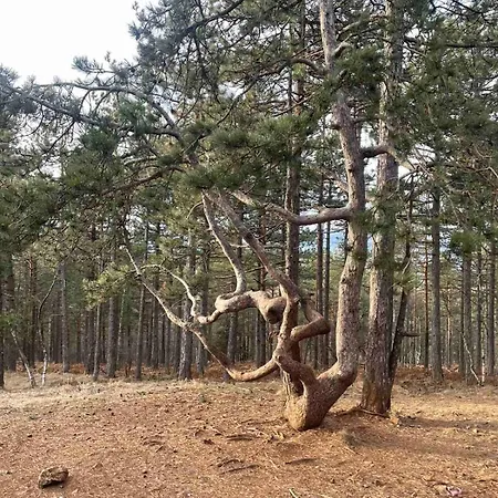 Borovi 3 - Tartufo Nero Divčibare