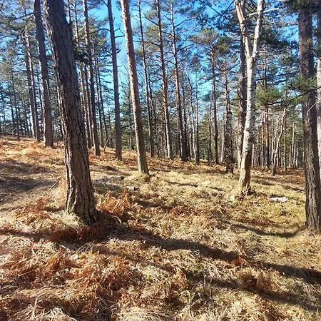 Borovi 3 - Tartufo Nero Divčibare